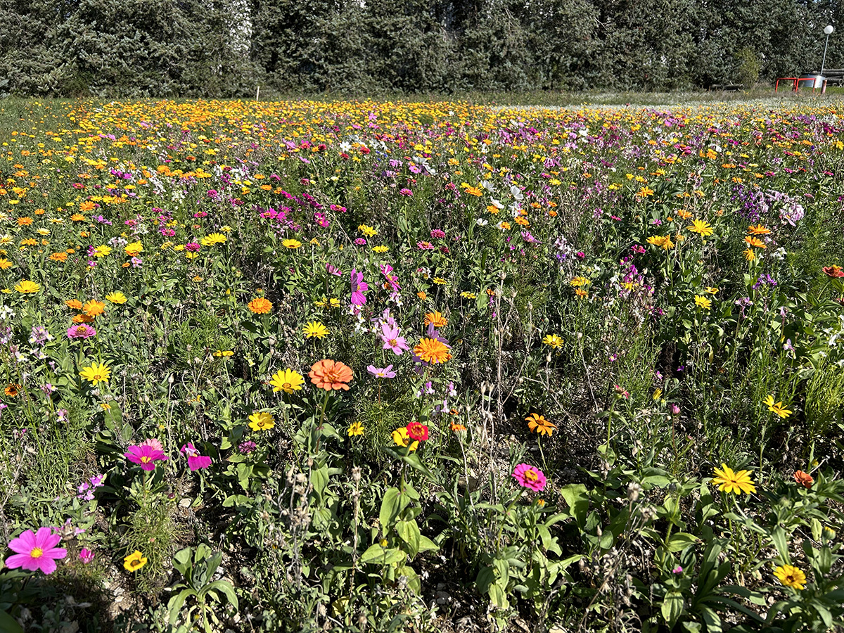 Green space management and beautification